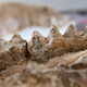 Mastodon teeth, dug out of an ancient petrified forest in California.